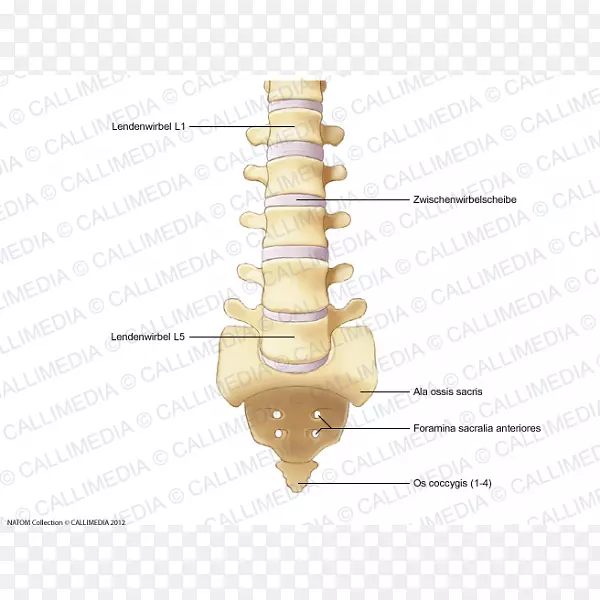 腰椎轴椎脊柱骨.椎间孔