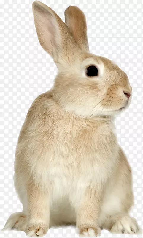 复活节兔子彩绘店