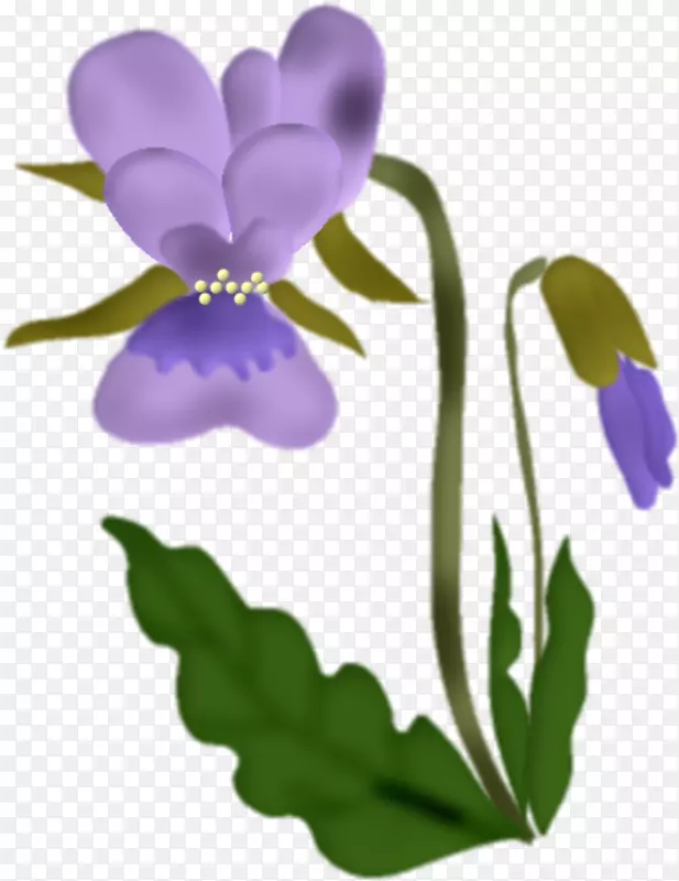 花紫罗兰