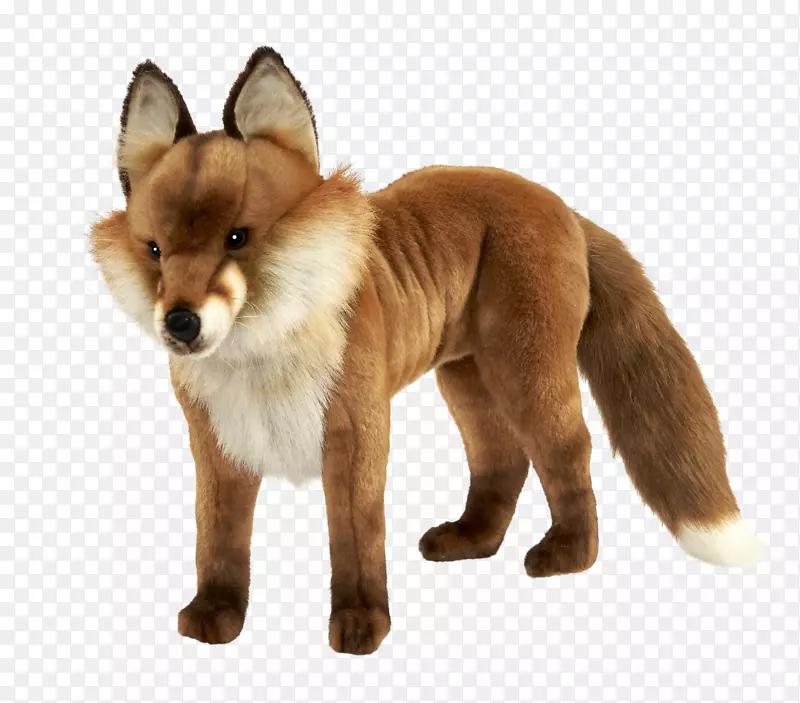 红狐狗鼻子-狐狸