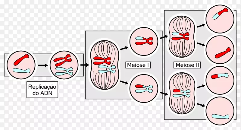 减数分裂细胞分裂有丝分裂单倍体细胞-性别阳性运动