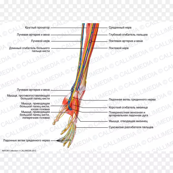 前臂神经肌肉人体解剖臂