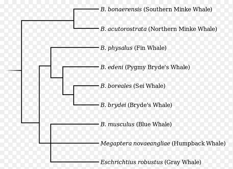 长须鲸，海鲸，蓝鲸，露脊鲸-遗传