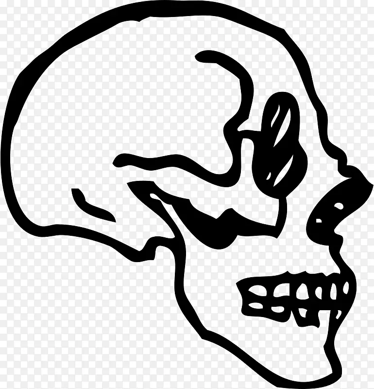 头盖骨绘制人体骨骼剪贴画头骨