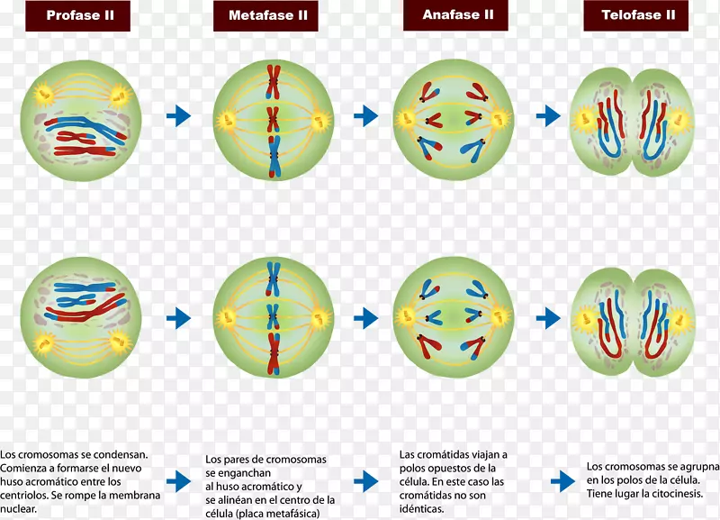 减数分裂前期有丝分裂细胞分裂染色体减数分裂II