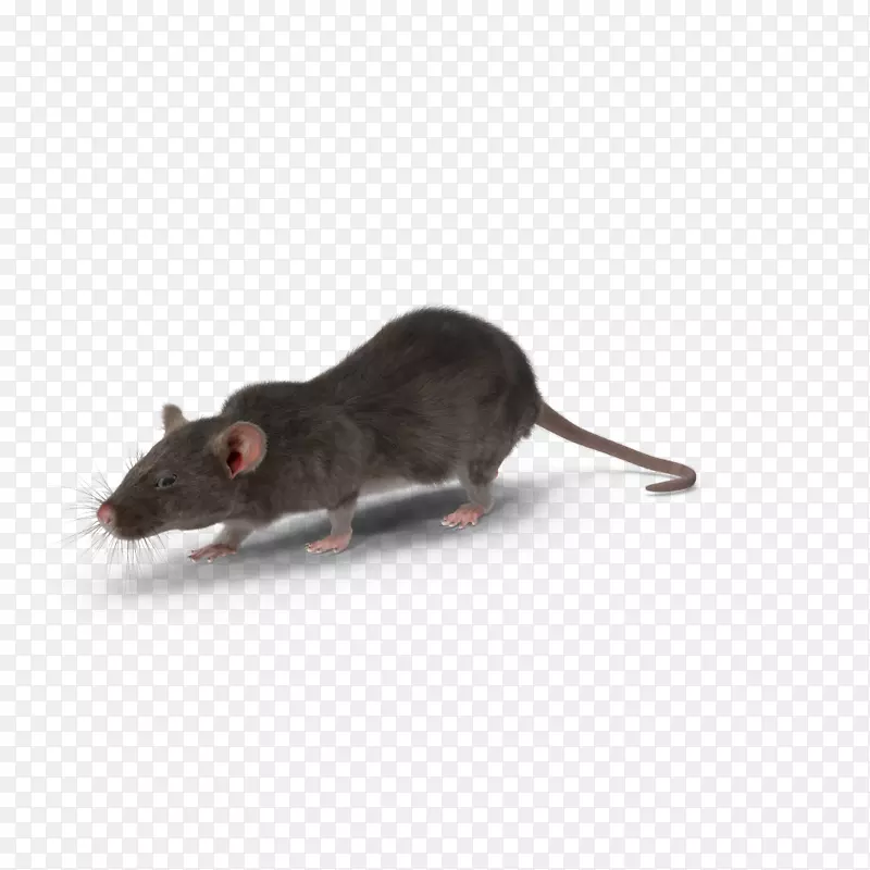 小鼠沙鼠害控制-小鼠