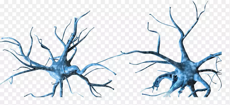 神经元神经系统全息