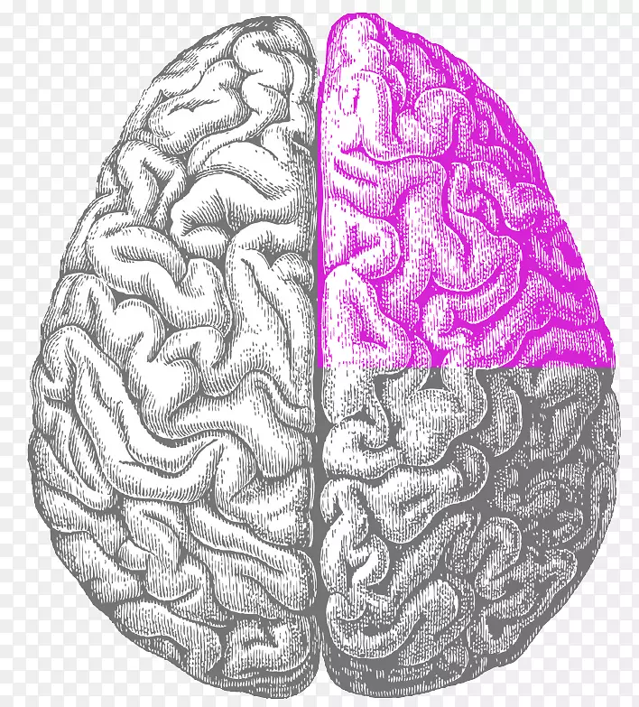 得克萨斯大学达拉斯脑-脑界面眼研究-大脑