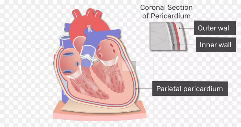心包解剖心包腔纵隔脂肪组织