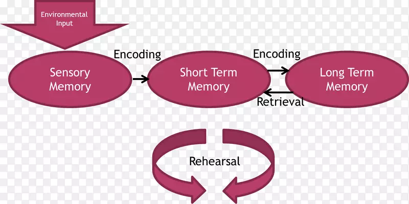 Atkinson-Shiffrin记忆模型短期记忆长期记忆心理学感官记忆