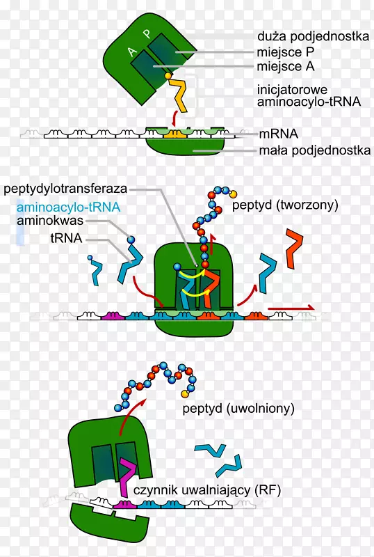 转移RNA翻译蛋白生物合成dna-细胞分裂