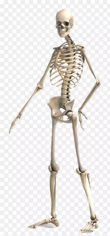 人体解剖-人体骨骼剪裁路径生理学