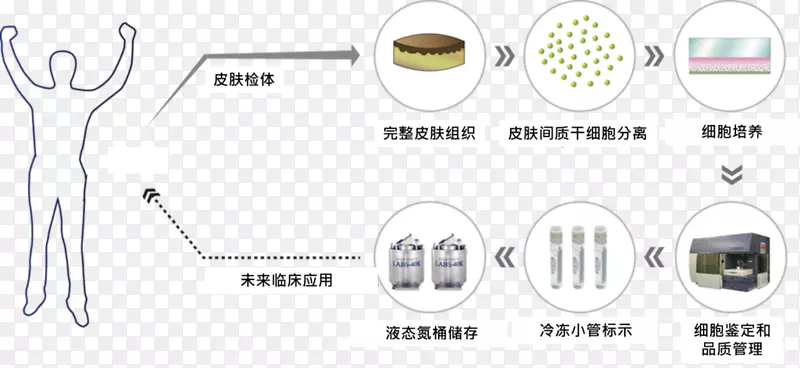 汽车生产线技术角细胞培养