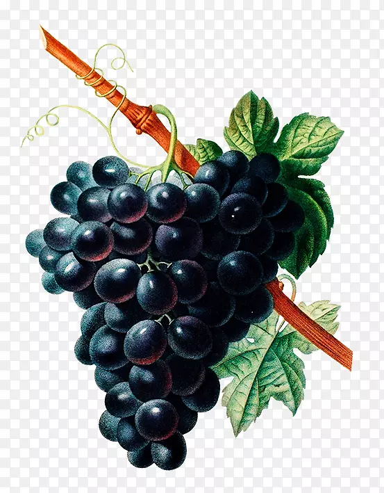 普通葡萄植物学葡萄酒绘制-葡萄