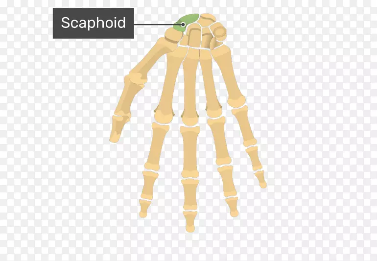 掌骨解剖人体手-手