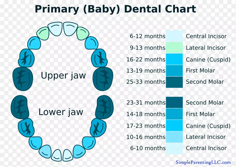 乳牙人类牙齿图