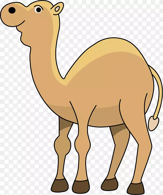 中东垂肌呼吸综合征卡通剪贴画-骆驼