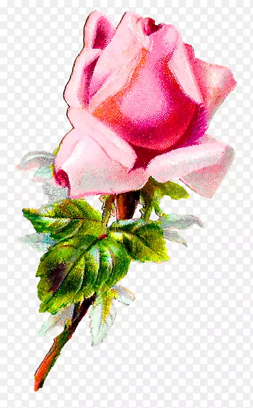 花园玫瑰，卷心菜，玫瑰，花型，切花，粉红色，破旧，别致的花。