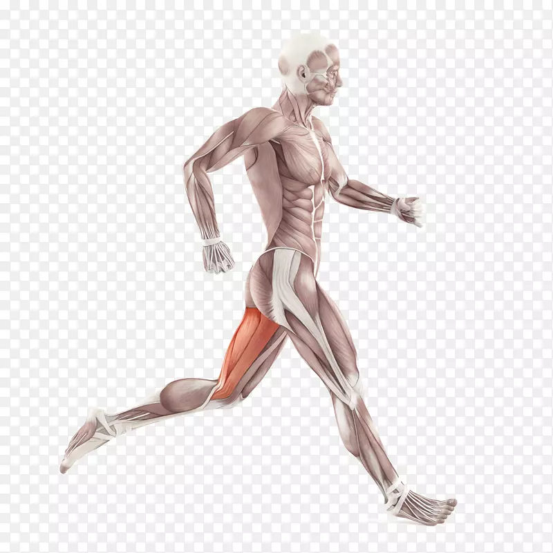 背疼髂胫束综合征髂胫束阔筋膜肌张肌髌股痛综合征