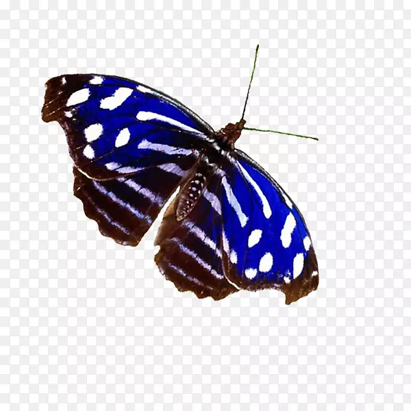 帝王蝶，桃金娘，蓝蝴蝶手袋
