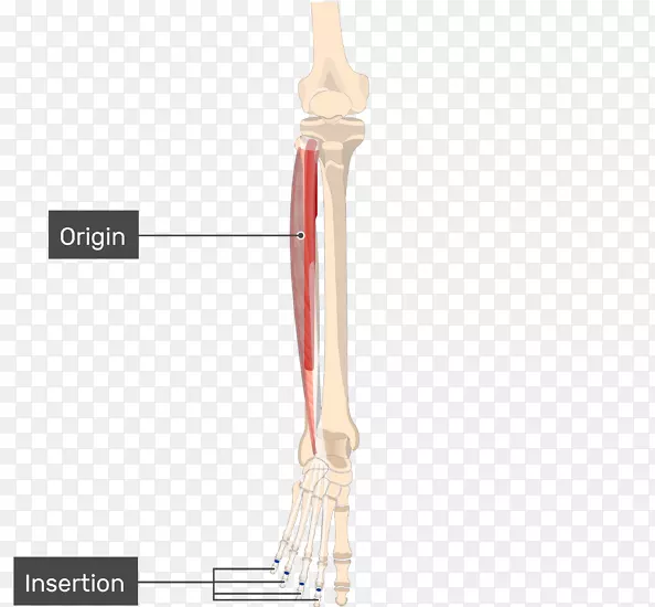 指长伸肌，指长屈肌起源和插入指深屈肌