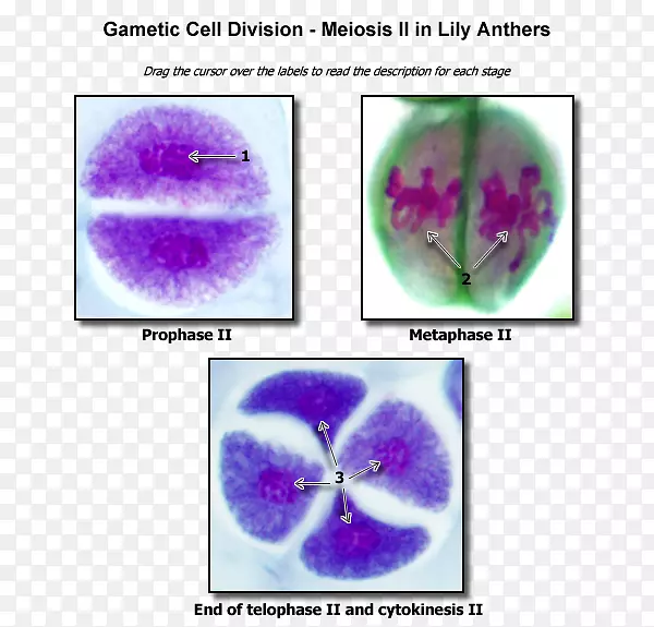 减数分裂细胞分裂生物学核仁减数分裂Ⅱ