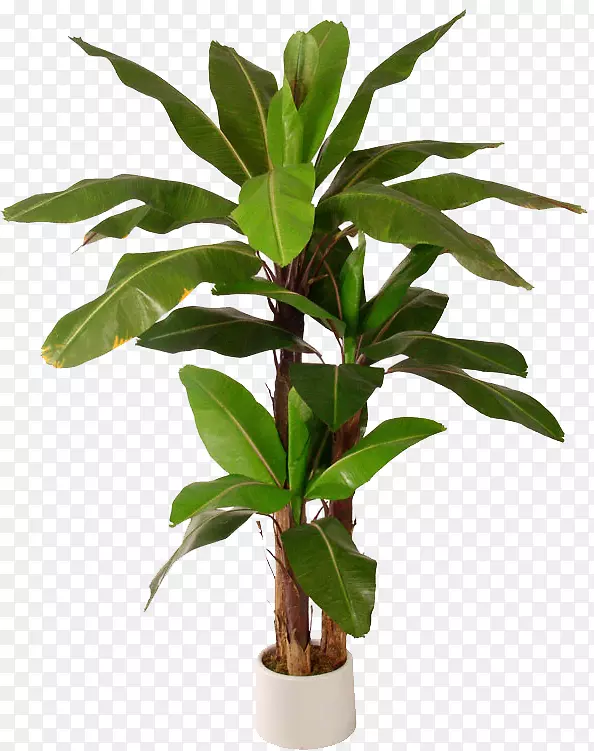 叶香蕉树草本植物-叶