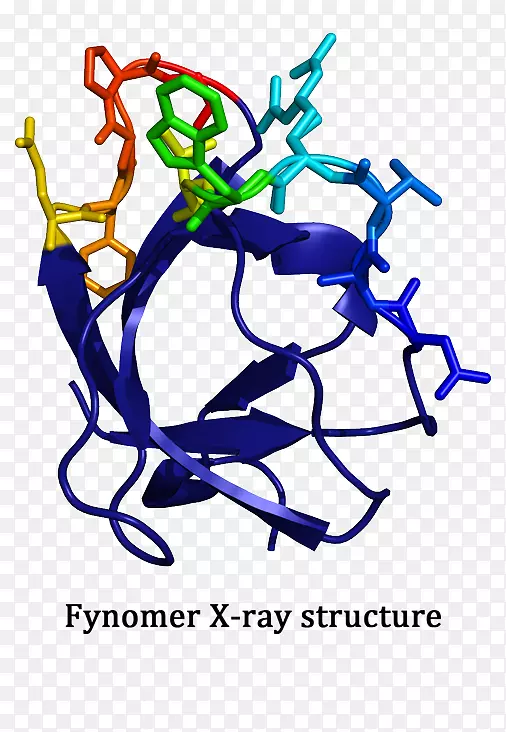 蛋白质辅酶分子结合小分子半胱氨酸蛋白酶