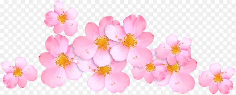 樱桃花粉红色mst.au.150分钟v.unc.nr植物-樱花