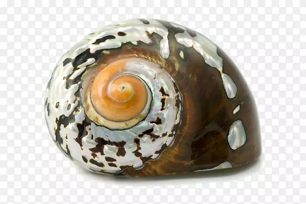 牡蛎海螺腹足海螺-海螺