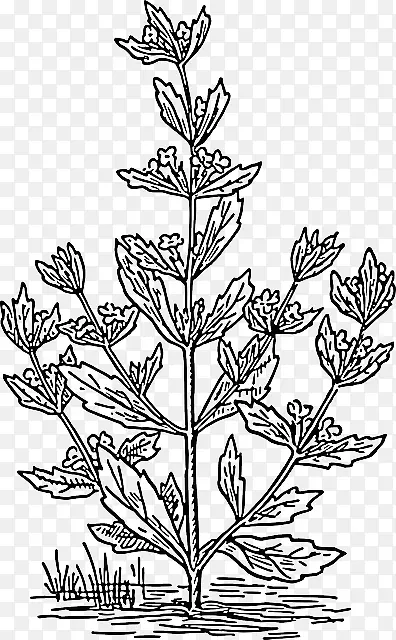 彭尼皇家薄荷素描植物剪贴画植物