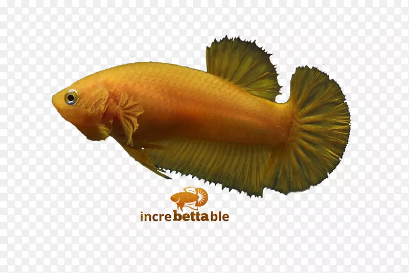 暹罗斗鱼红黄色动物群生物学