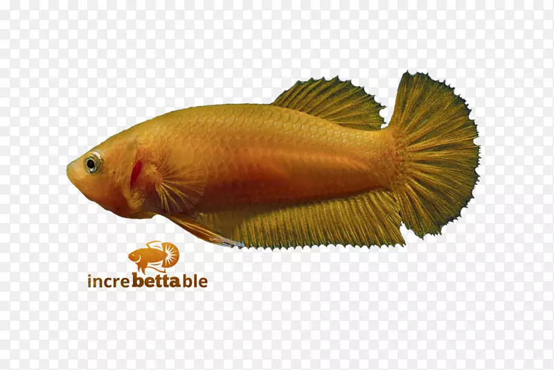 暹罗斗鱼红黄贝塔