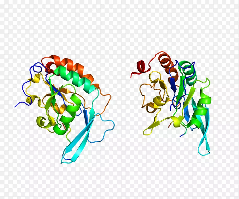 POLR2A RNA聚合酶II snd 1