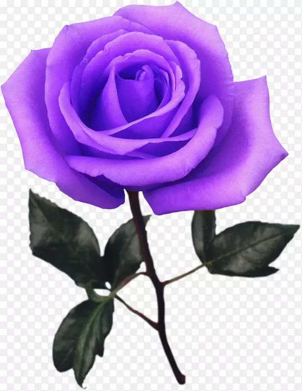 花园玫瑰静物：粉色玫瑰，鲜花摄影-玫瑰