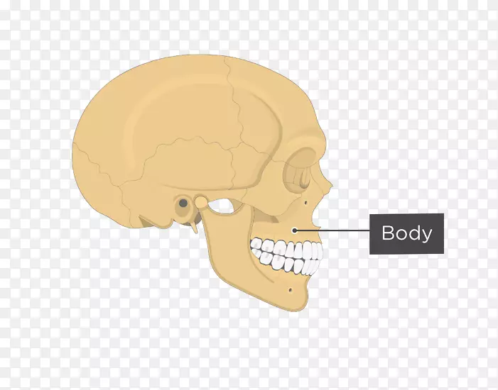 颌骨颧骨解剖-眶下孔