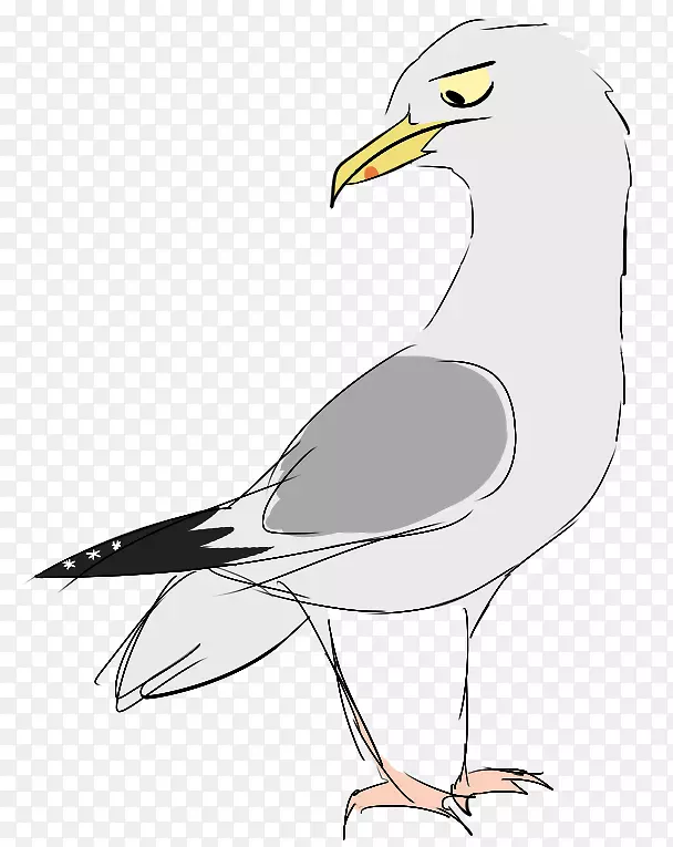 欧洲鲱鱼海鸥猎物鸟喙鸟