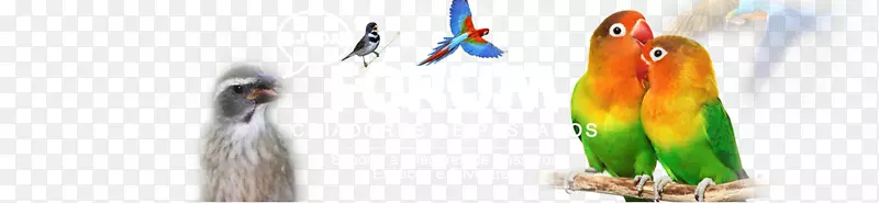 帕斯林鹦鹉大西洋金丝雀鸟评论