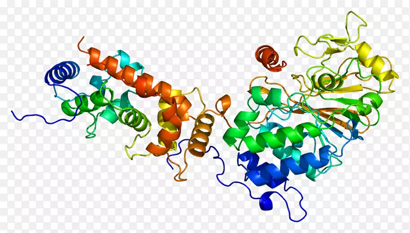 钙调神经磷酸酶蛋白苏氨酸丝氨酸