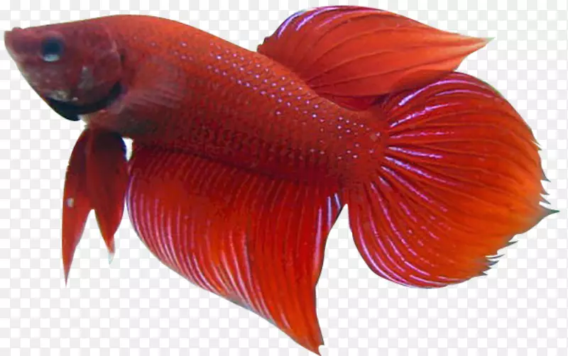 暹罗斗鱼金鱼热带鱼剪贴画-鱼
