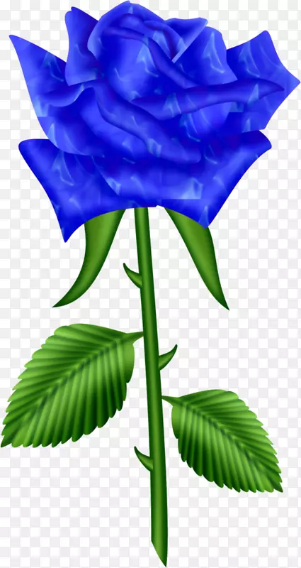 蓝玫瑰花园玫瑰卷心菜玫瑰插花艺术