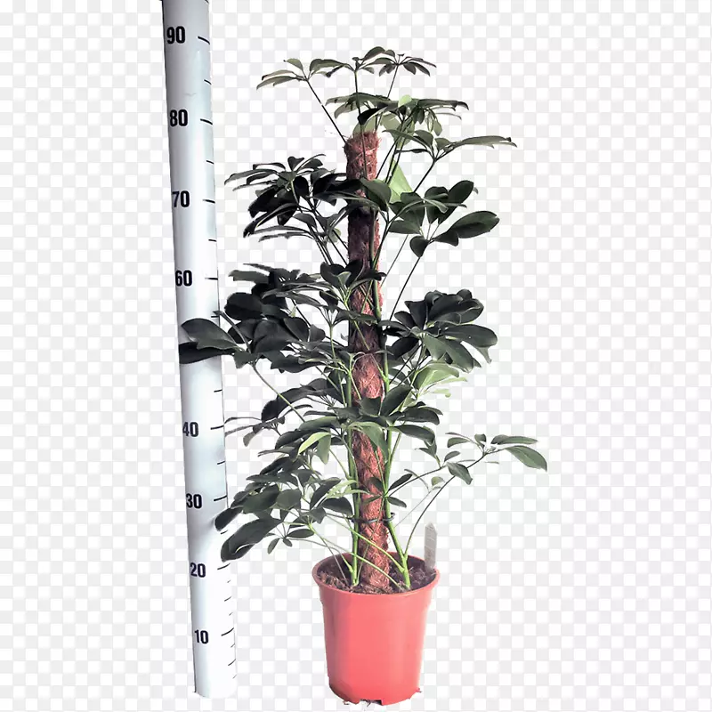 矮伞树，胚生，花盆，室内植物苗圃-oranjevliet kwekerij
