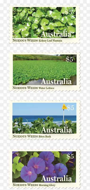 叶绿色生态系统草本植物-海报邮票设计