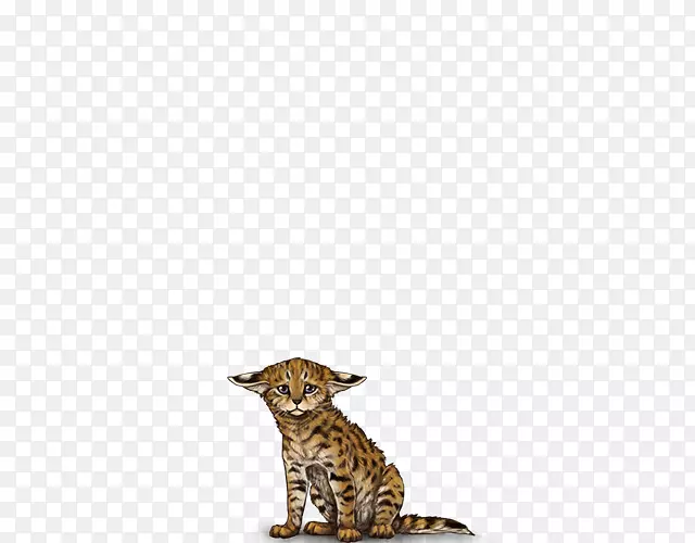 大猫猎豹陆生动物尾猫