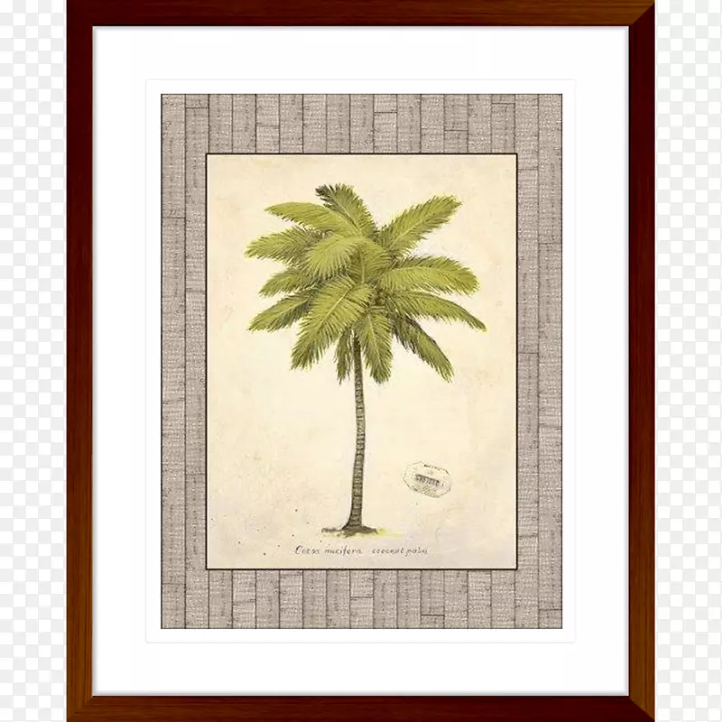 椰子树，槟榔科-椰子