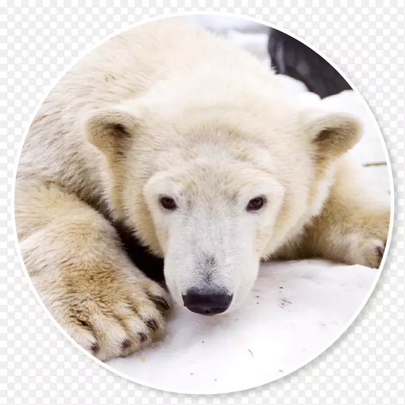 北极熊鼻子陆地动物-北极熊