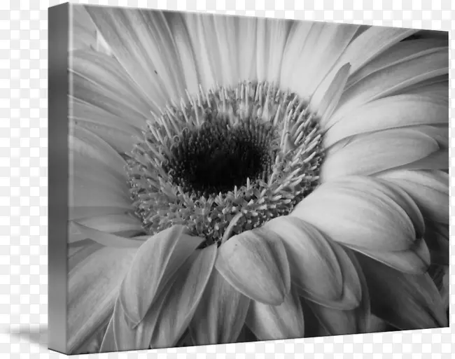 黑白自然摄影-花