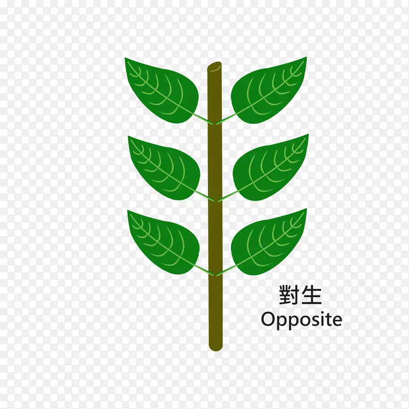 叶标志植物茎字体-叶
