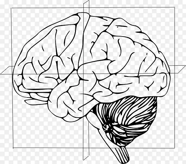 人脑绘画剪贴画-大脑