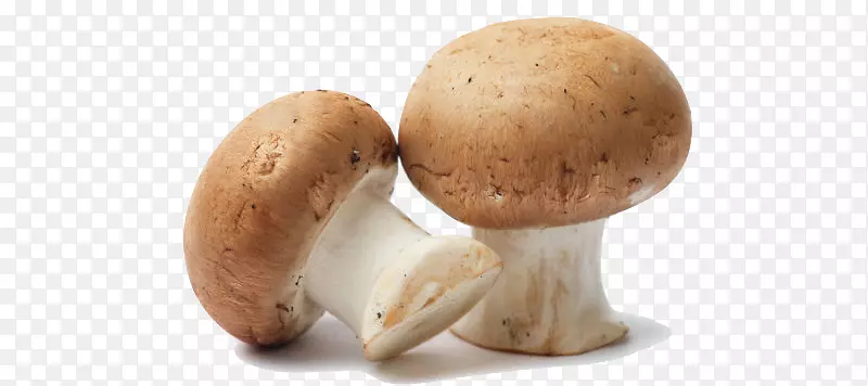 食用菌，蘑菇